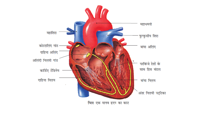 मानव हृदय