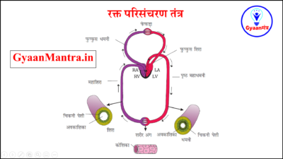 रक्त परिसंचरण तंत्र