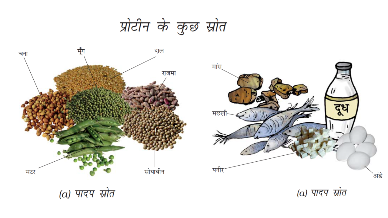 प्रोटीन के स्त्रोत