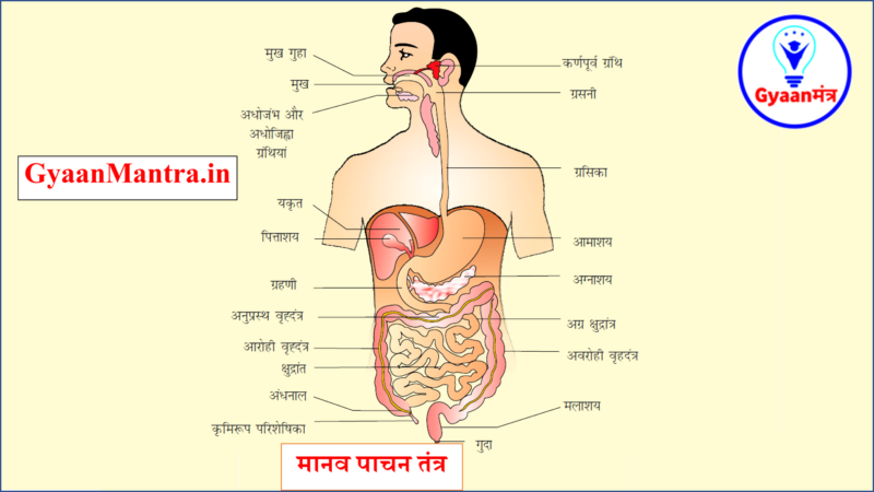 मानव पाचन तंत्र image with gyaanmantra logo