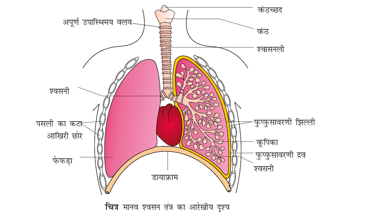 Respiratory system in hindi